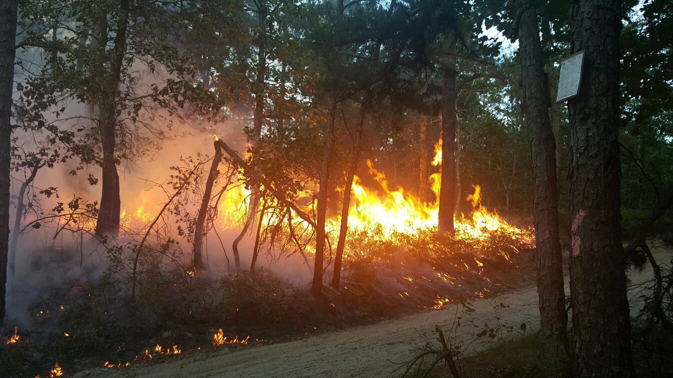 Wharton State Forest Fire